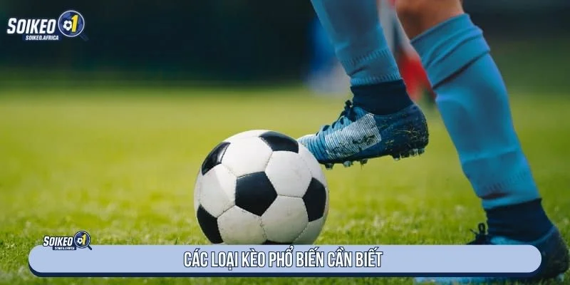 Soi Kèo Nhà Cái Là Gì? Cách Đọc Handicap, Odds & Tài Xỉu Các loại tỷ lệ bóng đá phổ biến trước trận